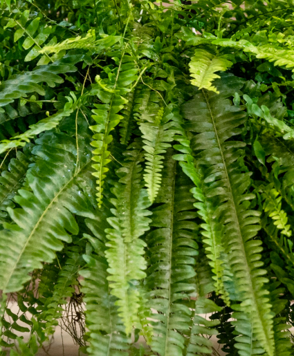 Boston Fern Hanging Basket