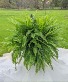 Boston Fern Hanging Basket