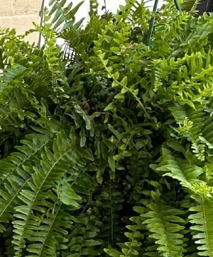 Boston Fern Hanging Basket 