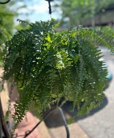 Boston Fern Hanging Basket 