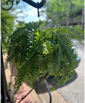 Boston Fern Hanging Basket 