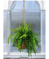 Boston Fern Hanging Plant Basket
