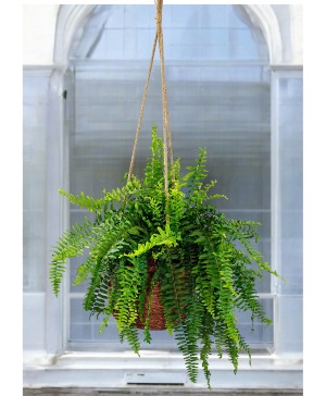 Boston Fern Hanging Plant Basket