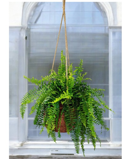Boston Fern Hanging Plant Basket