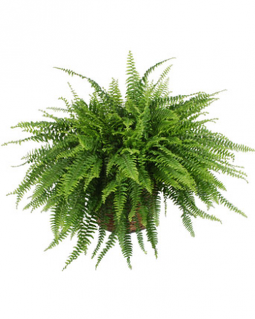 Boston Fern Plant