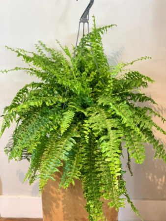 Boston Fern Plant