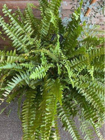 Boston Fern Plant in Newton, KS | Newton Tuxedo & Floral Boutique/Designs by John