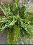 Boston Fern Plant