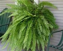 Boston Fern Plant decorated for the holiday