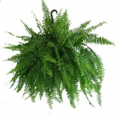 Boston Fern with Fresh Flowers Added