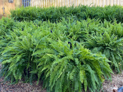 Boston Ferns  Outdoor Plants 