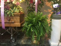 boston fren  plants 