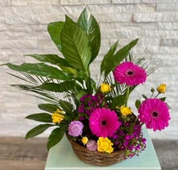 Botanical Garden Potted plant and fresh flowers in Saint Albert, AB | Bloom Stones Floral and Gifts