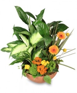 BOTANICAL GARDEN WITH FRESH FLOWERS (plants & fresh flowers may vary due to availability) in Texas City, TX | FROM THE HEART FLORIST BOTANICAL GARDEN WITH FRESH FLOWERS (plants & fresh flowers may vary due to availability) in Texas City, TX | FROM THE HEART FLORIST