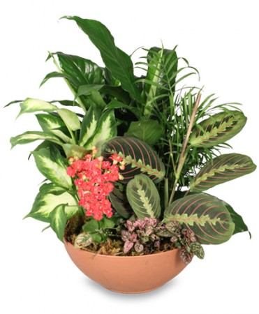 Botanical Gardens Indoor Plants