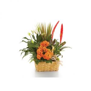 Bountiful European Dish Garden Dish Garden