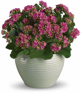 Bountiful Kalanchoe H912A