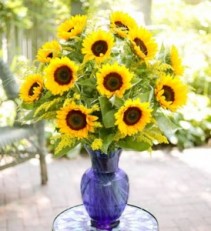 Bounty of Sunflowers 1 Dozen Sunflowers