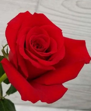 Boutonniere red rose Boutonnieres