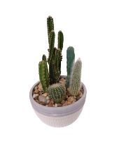Bowl of Cactus 