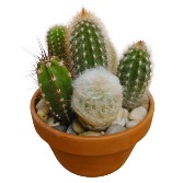  Cactus Delight Plants