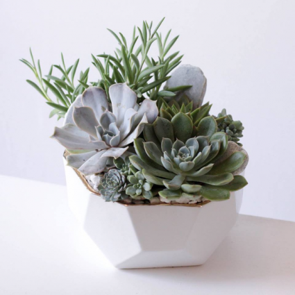 Bowl of Succulents