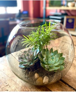 Bowl Terrarium 