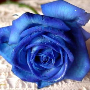 Box: Blue Roses Rose