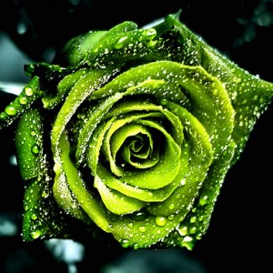 Box: Premium Green Rose
