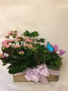 Box of Love plant combination
