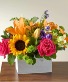 Box of Surprises 