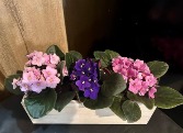 Box of Violets Living Flower Special