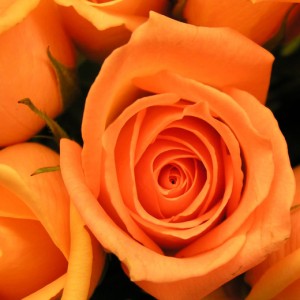 Orange Roses Presentation Bouquet