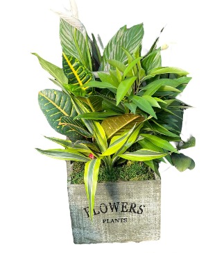 Boxed  Plant Garden Plant