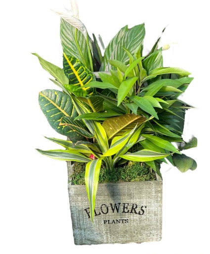 Boxed Plant Garden Plant