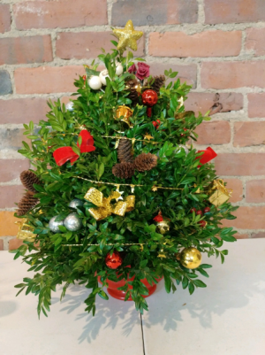 Custom Boxwood Tree Christmas