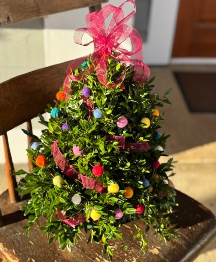 Boxwood Holiday Tree live boxwood in container