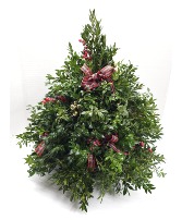 Boxwood Tree christmas