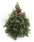 Boxwood Tree christmas