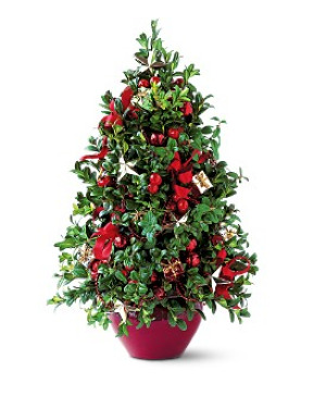 Boxwood Tree Christmas