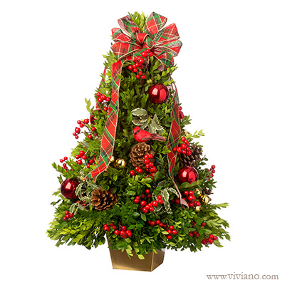 BOXWOOD TREE PRE ORDER