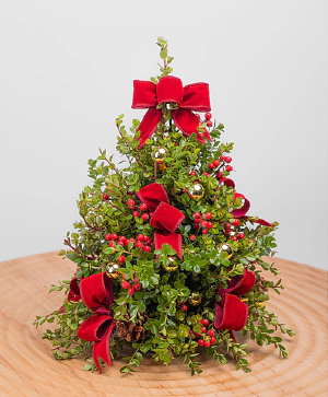 boxwood tree with or without lights  christmas 