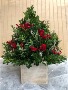 Boxwood Tree WOODBURY'S ORIGINAL