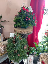 Boxwood Trees Designer's Choice