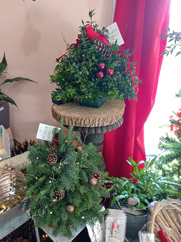 Boxwood Trees Designer's Choice in Glastonbury, CT | THE FLOWER DISTRICT