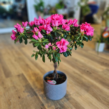 Braided Azalea Tree Plant in Saskatoon, SK | QUINN & KIM'S FLOWERS
