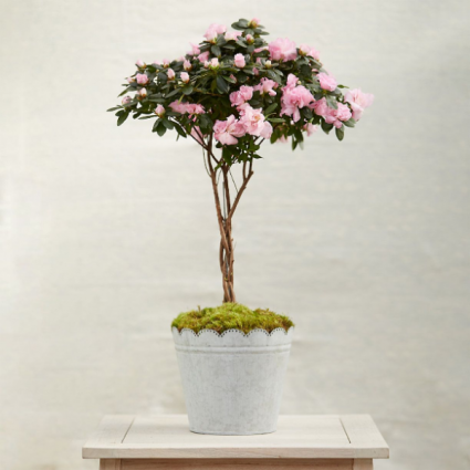 Braided Azalia Plant