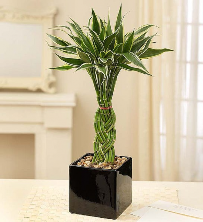 Braided Bamboo