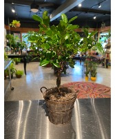 Braided Ficus Tree Indoor Green Plant 