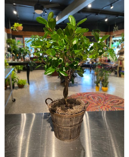 Braided Ficus Tree Indoor Green Plant 